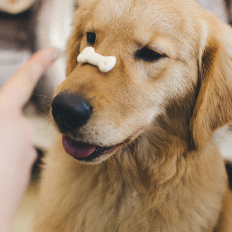 Peanut Butter Training Bites β Pet Supplies at Peasley Store
