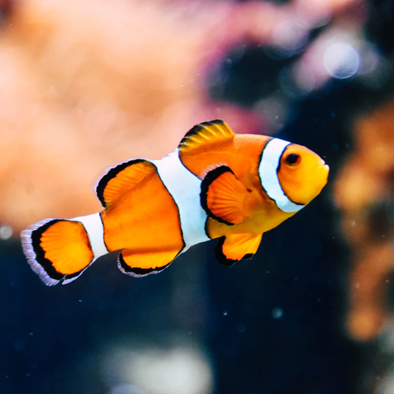 Starter Aquarium Kit 10 Gal β Pet Supplies at Peasley Store